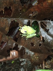 Chimerella mariaelenae