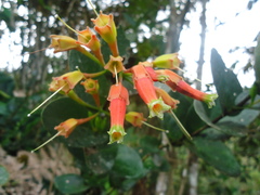 Macleania