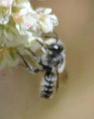 Litomegachile