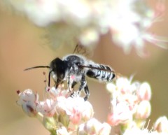 Litomegachile