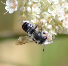 Litomegachile