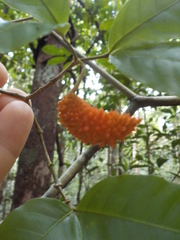 Tabernaemontana heterophylla