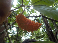 Tabernaemontana heterophylla