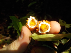 Tabernaemontana heterophylla