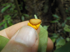 Tabernaemontana heterophylla