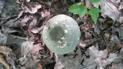 Virescentinae