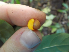 Tabernaemontana heterophylla