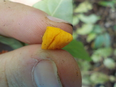 Tabernaemontana heterophylla