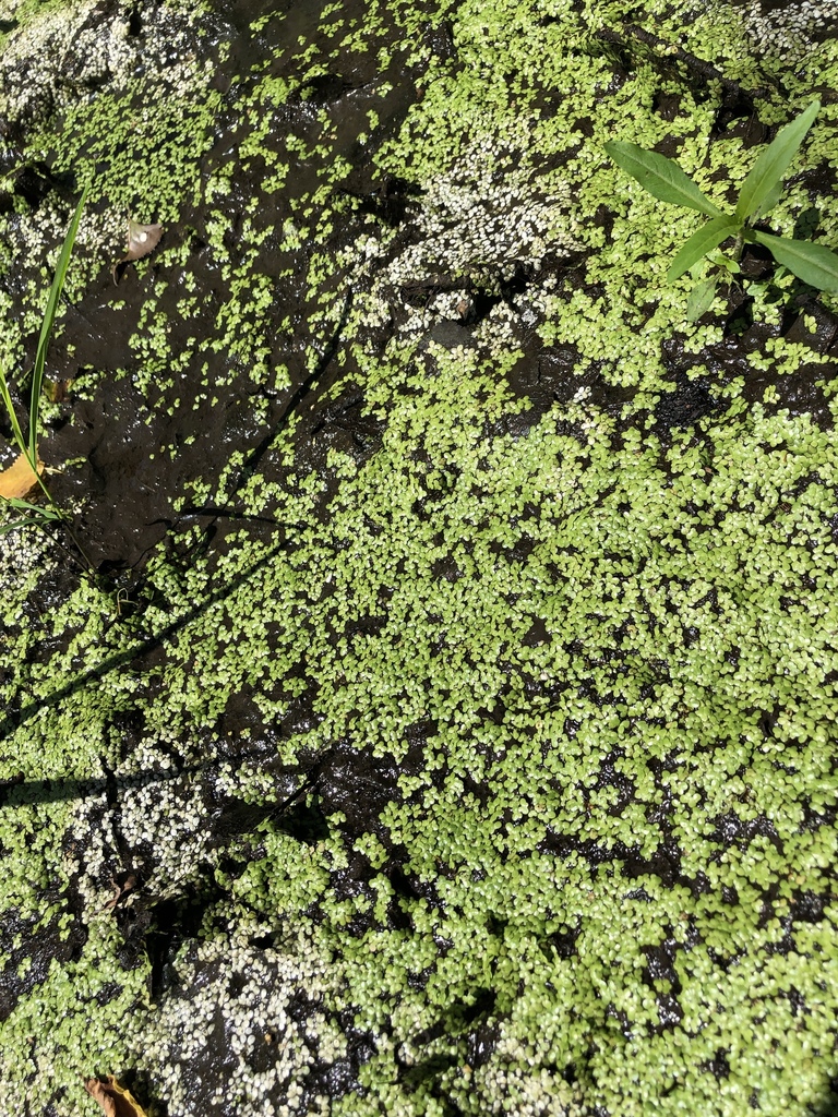 common duckweed (ADIRONDACK RESEARCH GUIDEBOOK) · iNaturalist