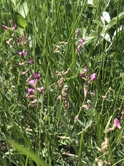Astragalus flexuosus