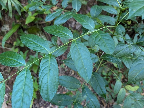 Muttonwood (Turpinia occidentalis)