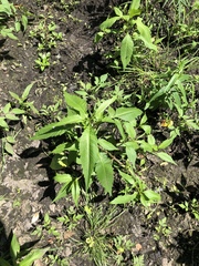Bidens comosa