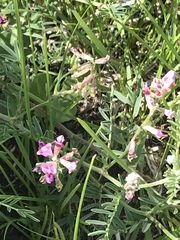 Astragalus flexuosus