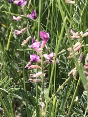 Astragalus flexuosus
