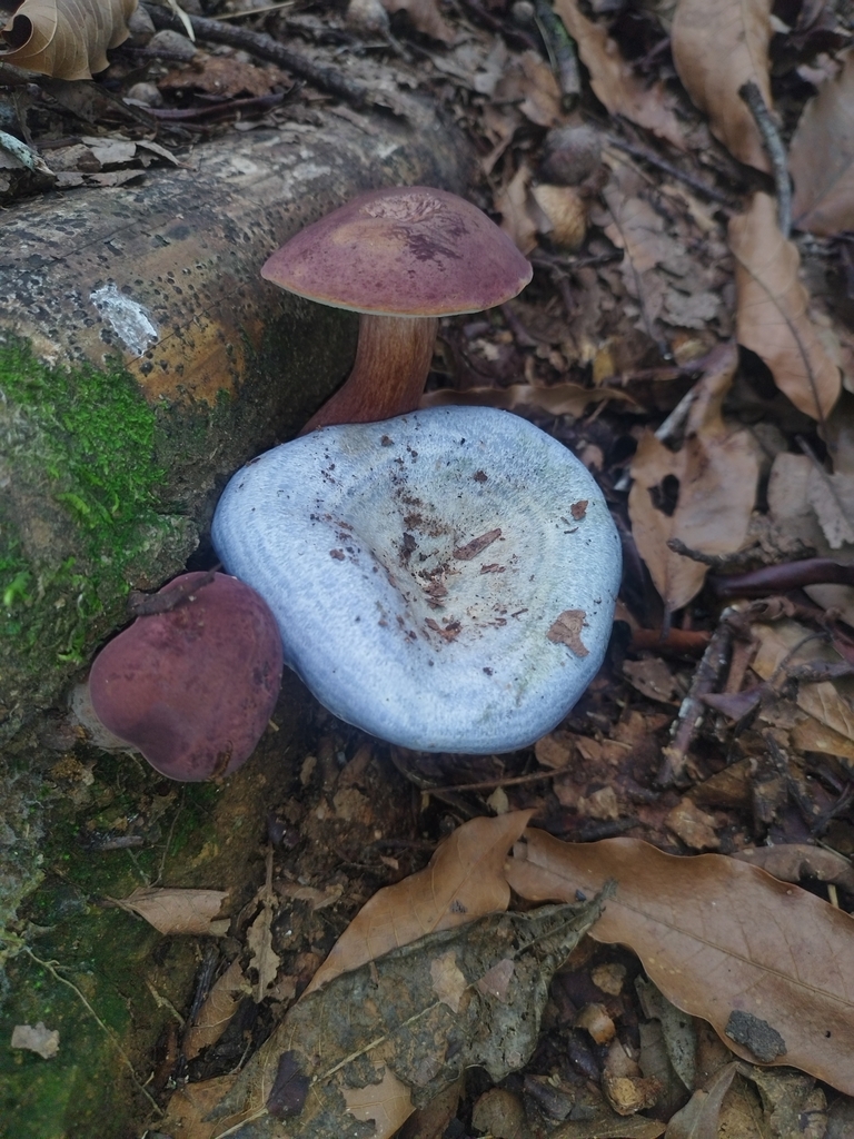 Lactarius indigo · November 2024 · photo: © sofia_garcia_17 (iNaturalist, CC)