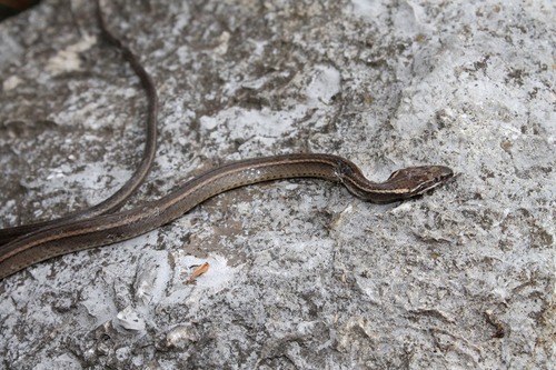 Gaige's Pine Forest Snake, Rhadinaea gaigeae