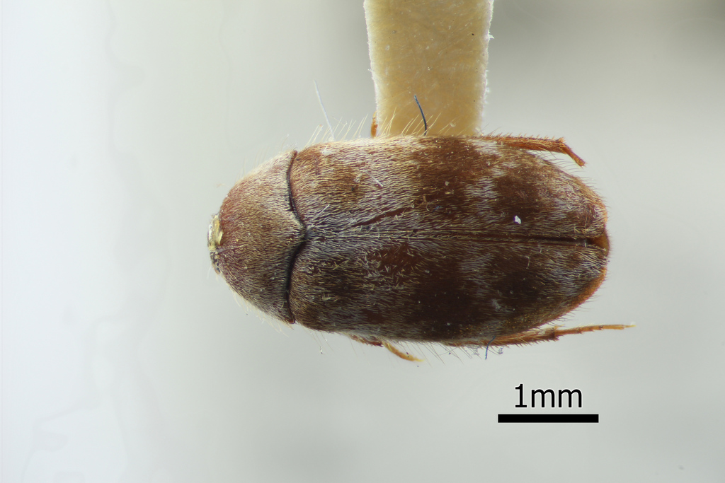 Novelsis picta