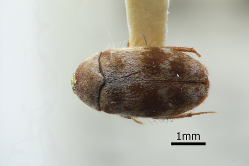 Novelsis picta