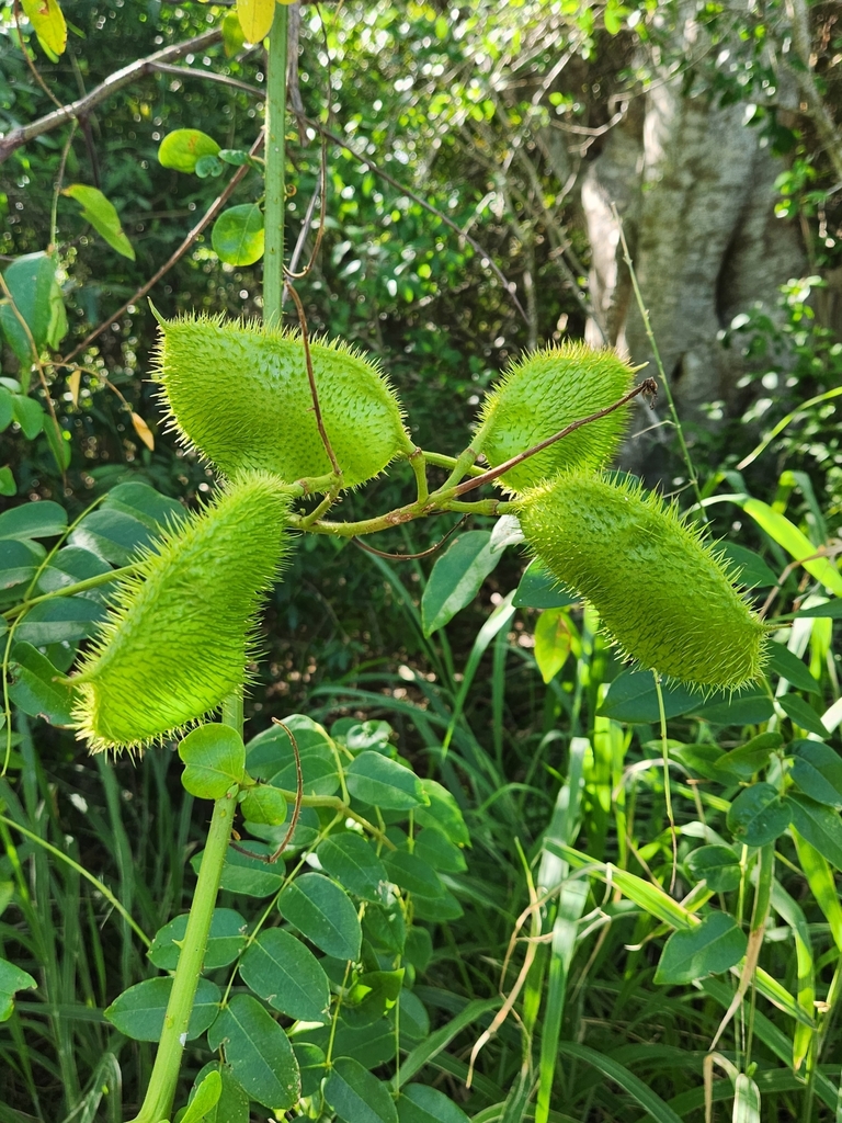 Nickernut Beanshell Nickernut from Monroe County, FL, USA on November 1, 2024 at 03:33 PM ...