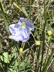 Linum pratense