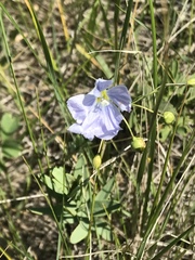 Linum pratense