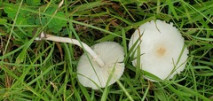 Chlorophyllum hortense