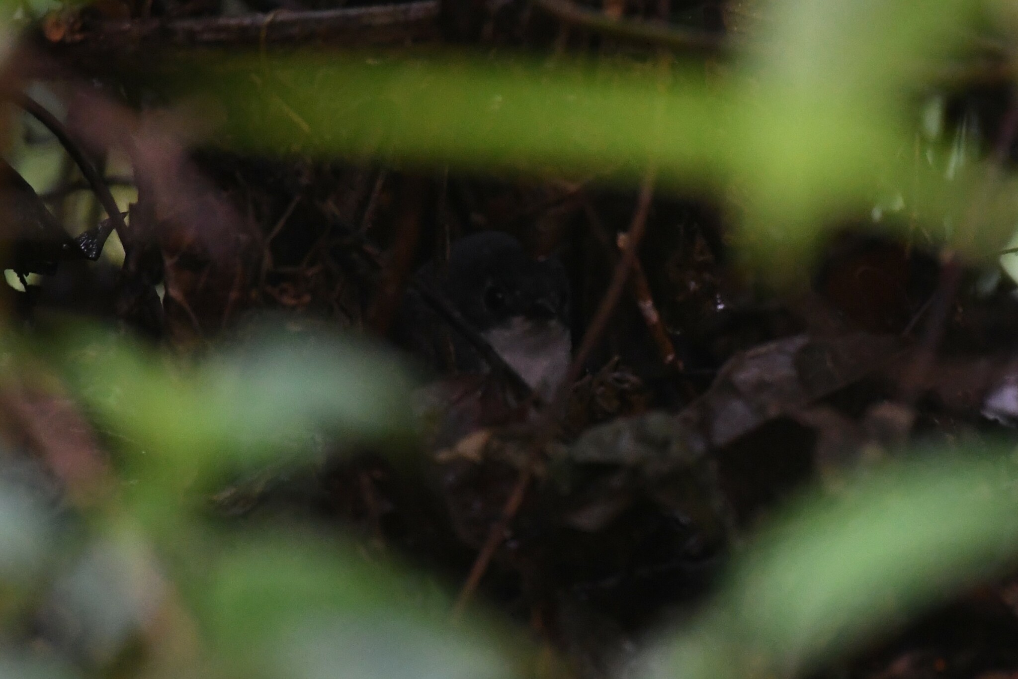 White-breasted Tapaculo (Eleoscytalopus indigoticus), photo 7