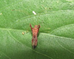 Paraxenetus guttulatus