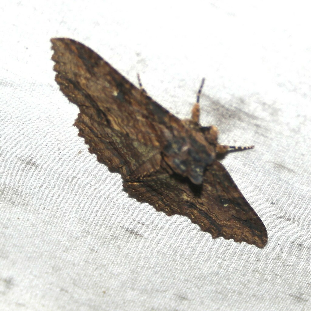 Lunate Zale Moth from Laurel Run, PA, USA on October 29, 2024 at 07:27 ...