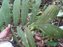 Chamaedorea pinnatifrons