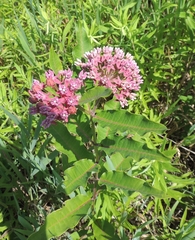 Asclepias syriaca × purpurascens