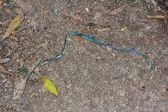 Leptophis mexicanus