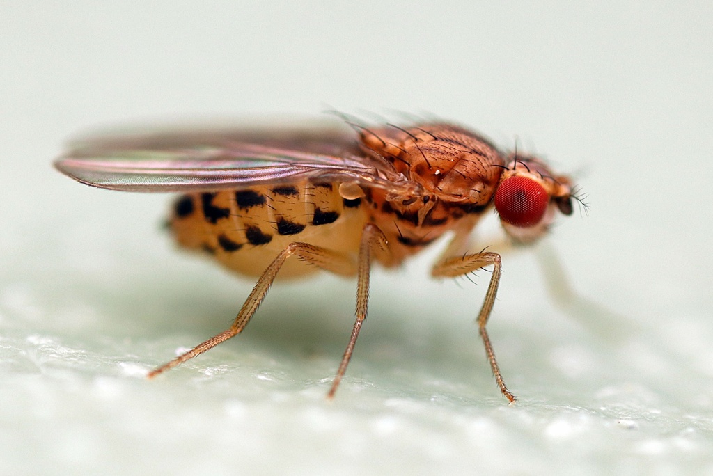 Pomace fly