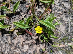 Ranunculus alismifolius