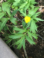 Ranunculus orthorhynchus