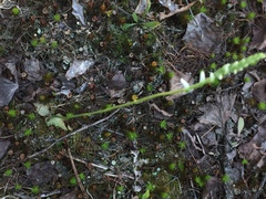 Spiranthes lacera lacera