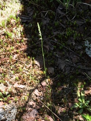 Spiranthes lacera lacera