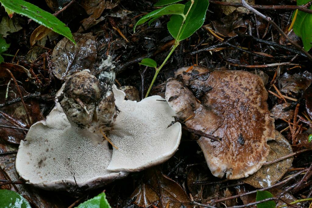 Hydnellum illudens
