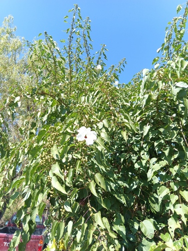 Ipomoea pauciflora