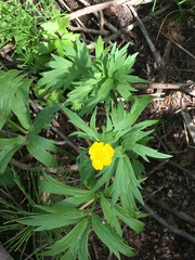 Ranunculus orthorhynchus