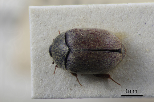 Attagenus maritimus