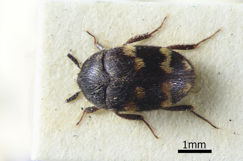 Gold Spot-row-band-dot Carpet Beetle photo 3