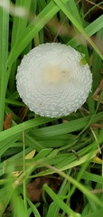Chlorophyllum hortense