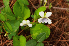 Viola grahamii