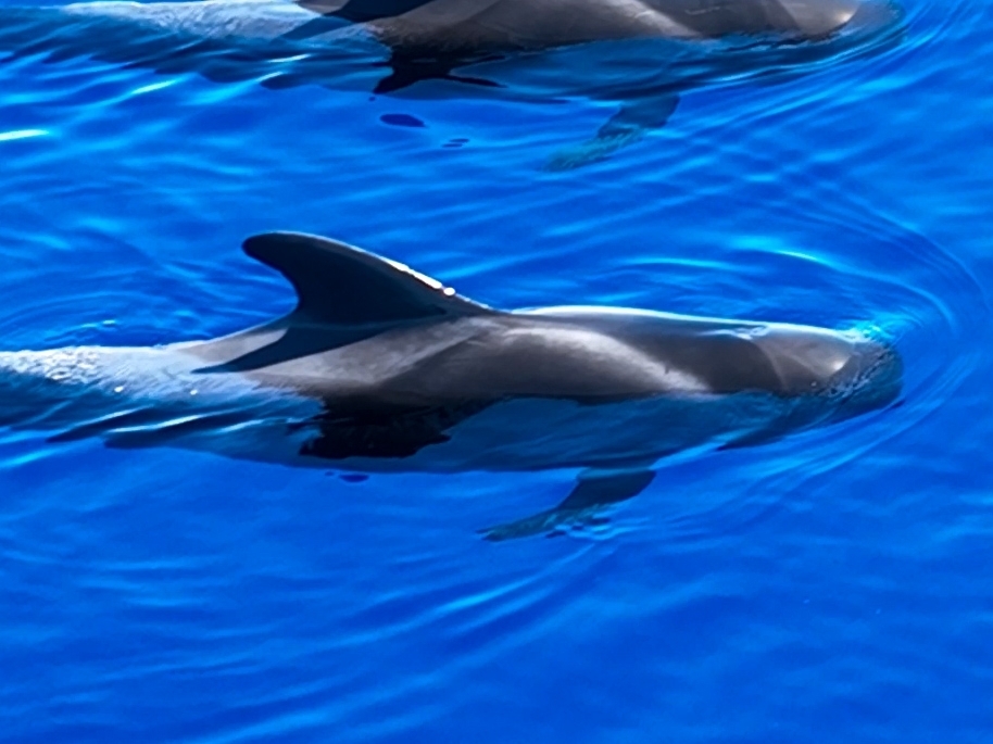Short-finned pilot whale gliding just under clear water