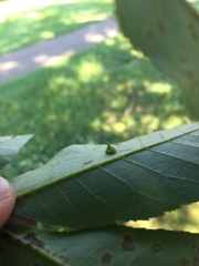 Caryomyia sanguinolenta