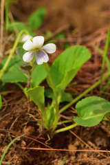 Viola grahamii