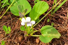 Viola grahamii