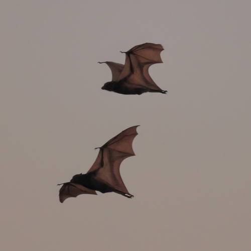 Little Red Flying Fox