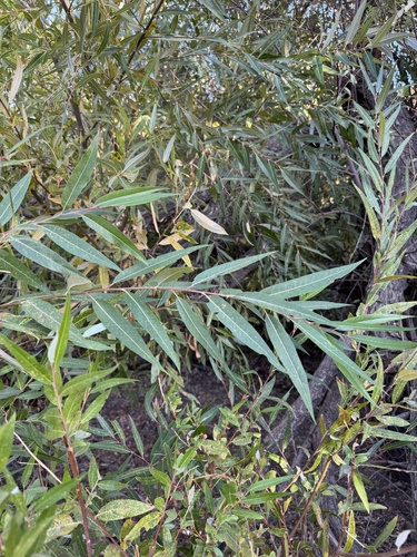 Bonpland willow (Salix bonplandiana)